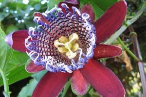Passiflora gr
