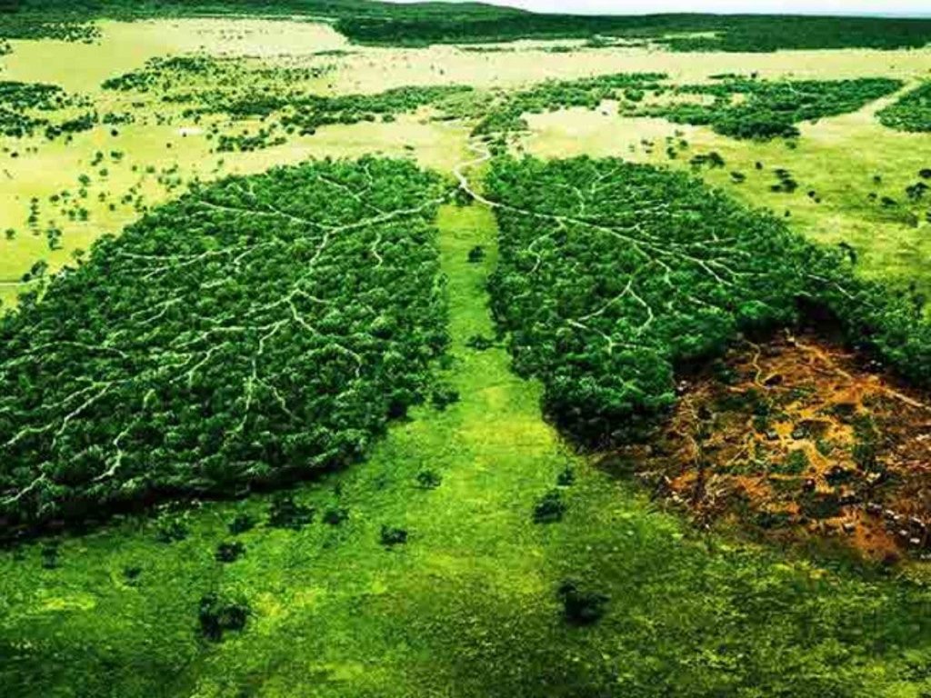 arvores em forma de pulmao