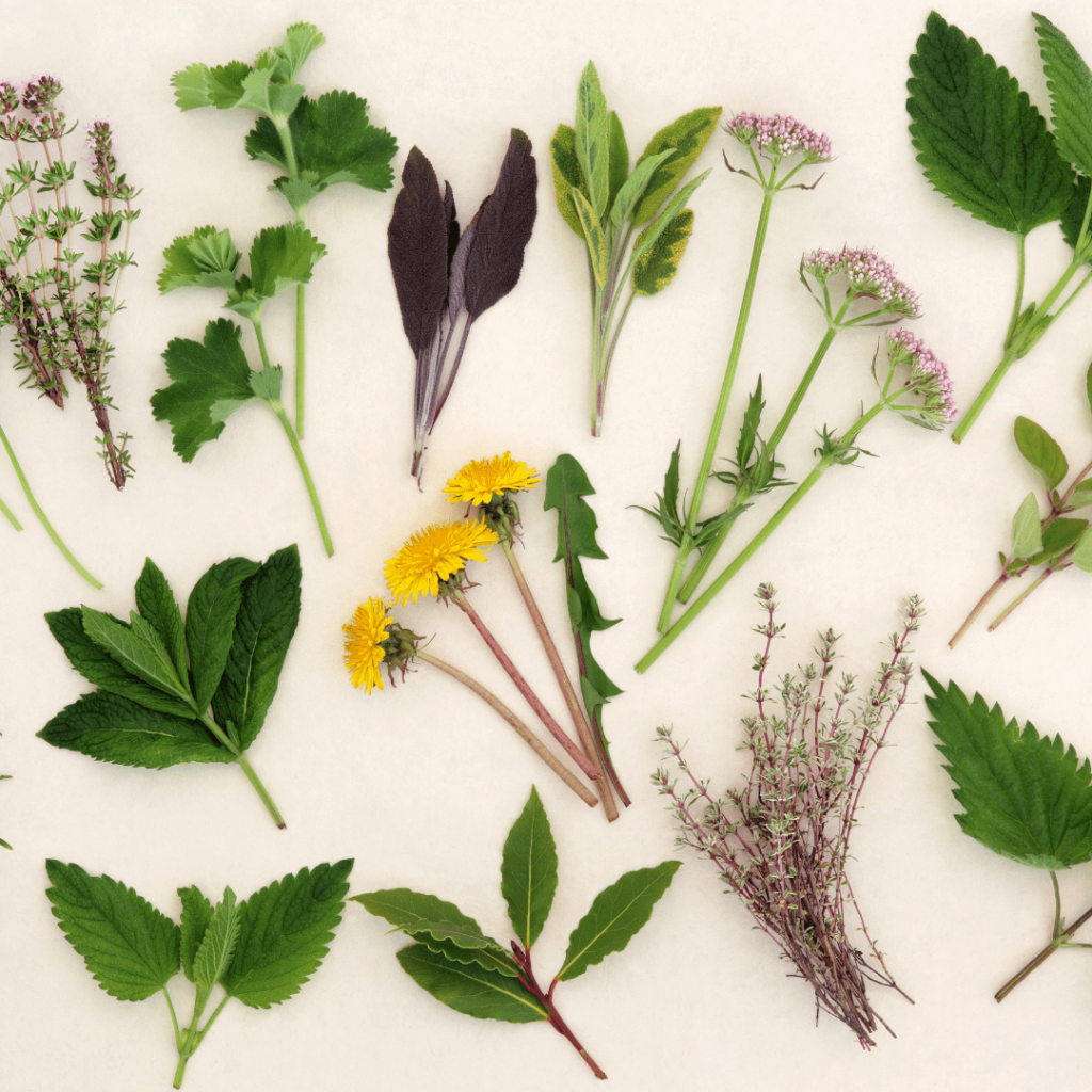 O bem estar pelas plantas