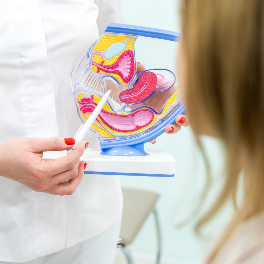 Explicação do útero