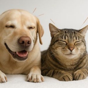Auriculoterapia para Animais