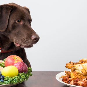 Alimentação e Nutrição para Cães