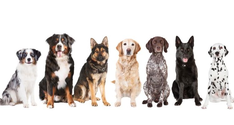 Imagens Site (900 × 300 px) (800 x 400 px)