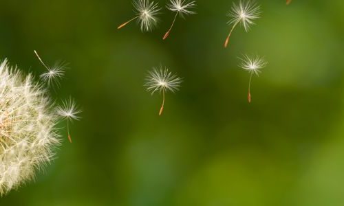 Imagens Site (900 × 300 px) (1)