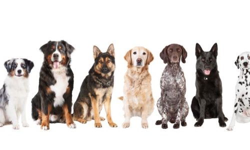 Imagens Site (900 × 300 px) (800 x 400 px)