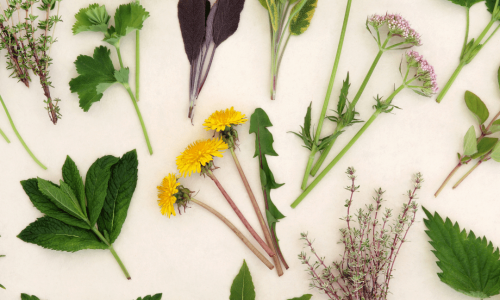 O bem estar pelas plantas